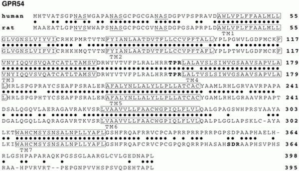 Alignment of human and rat GPR54 amino acid sequences.